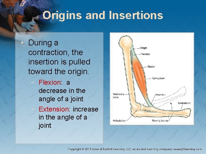 Origins and Insertions • During a contraction, the insertion is pulled toward the origin. Origins and Insertions • During a contraction, the insertion is pulled toward the origin.