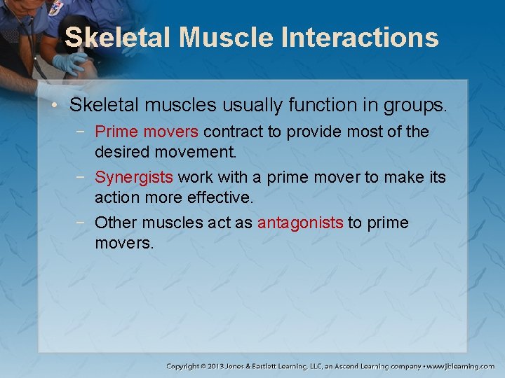 Skeletal Muscle Interactions • Skeletal muscles usually function in groups. − Prime movers contract Skeletal Muscle Interactions • Skeletal muscles usually function in groups. − Prime movers contract