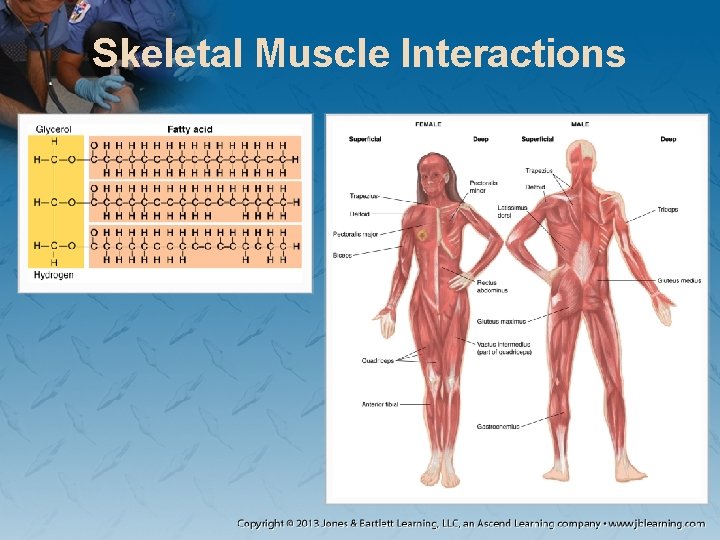 Skeletal Muscle Interactions Skeletal Muscle Interactions