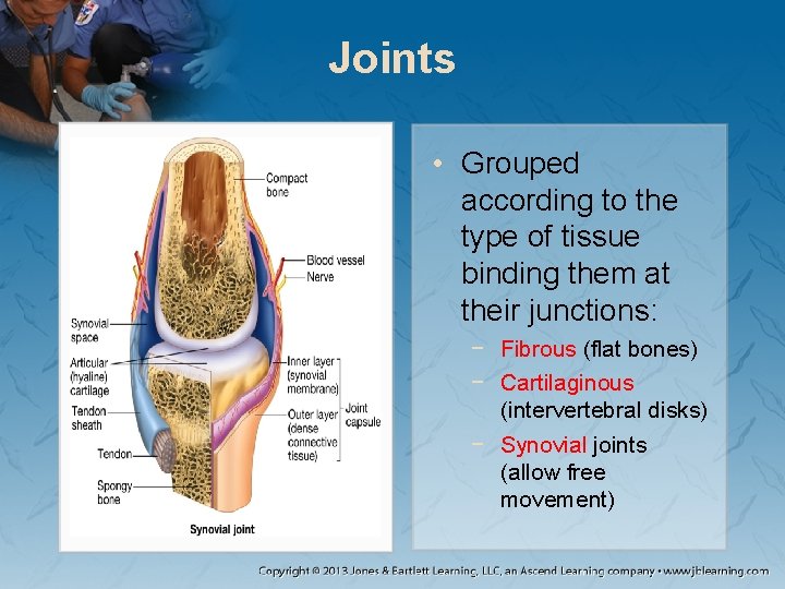 Joints • Grouped according to the type of tissue binding them at their junctions: Joints • Grouped according to the type of tissue binding them at their junctions: