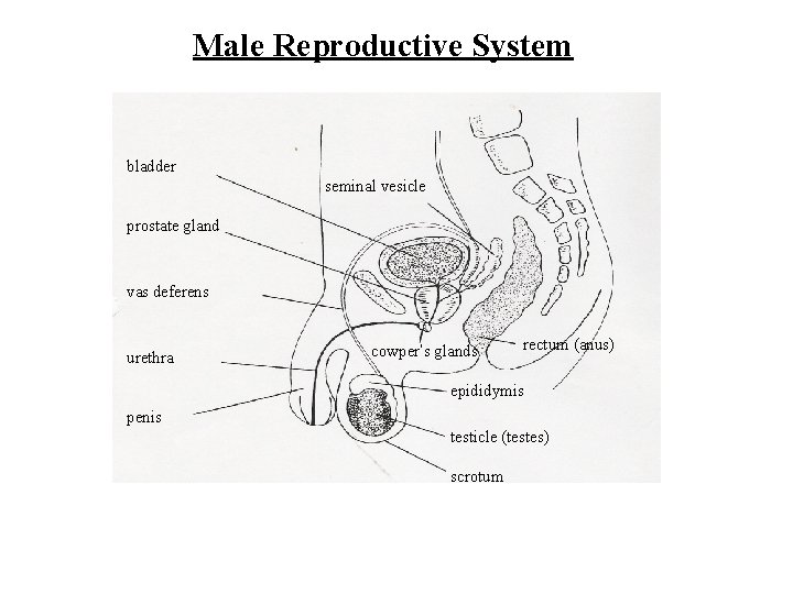 Male Reproductive System bladder seminal vesicle prostate gland vas deferens urethra cowper’s glands rectum