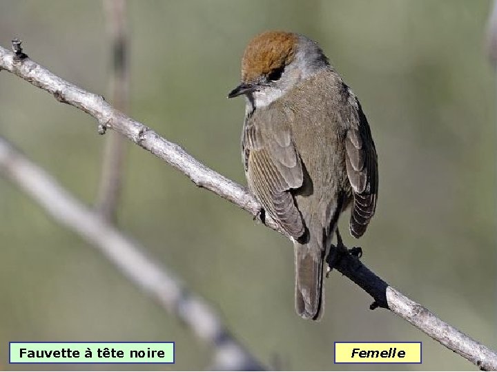 Fauvette à tête noire Femelle 