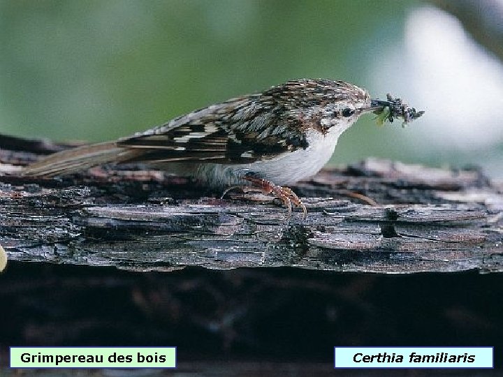 Grimpereau des bois Certhia familiaris 