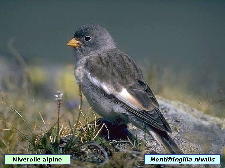 Niverolle alpine Montifringilla nivalis 