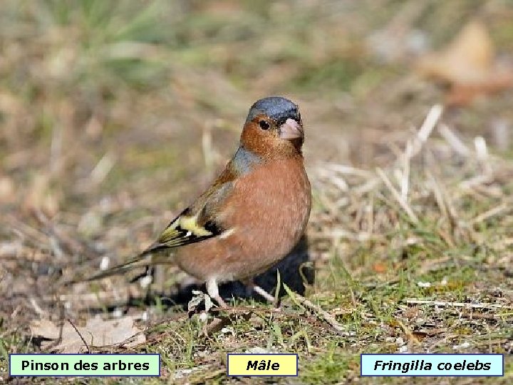 Pinson des arbres Mâle Fringilla coelebs 