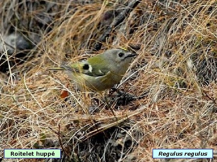 Roitelet huppé Regulus regulus 