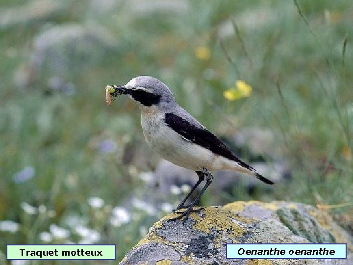 Traquet motteux Oenanthe oenanthe 