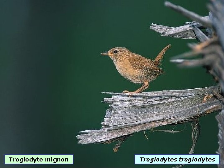 Troglodyte mignon Troglodytes troglodytes 