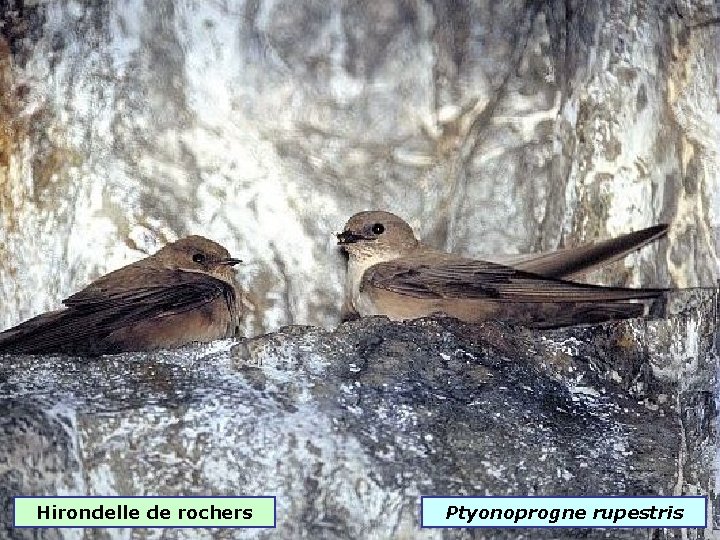 Hirondelle de rochers Ptyonoprogne rupestris 