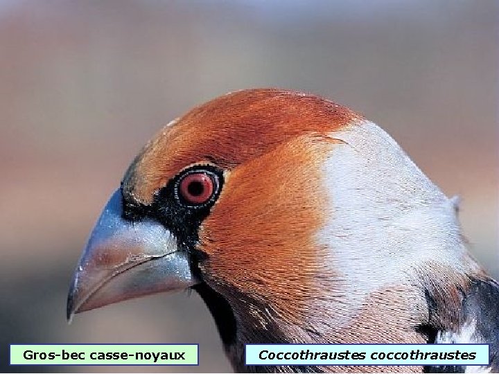 Gros-bec casse-noyaux Coccothraustes coccothraustes 