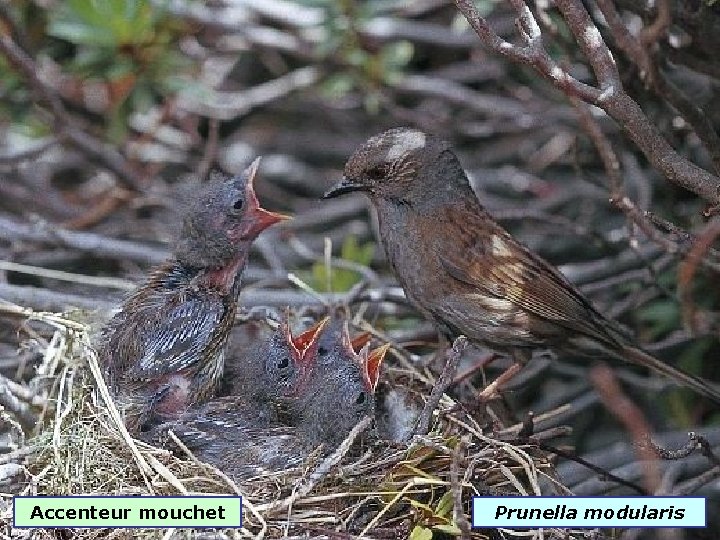 Accenteur mouchet Prunella modularis 