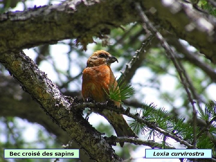 Bec croisé des sapins Loxia curvirostra 