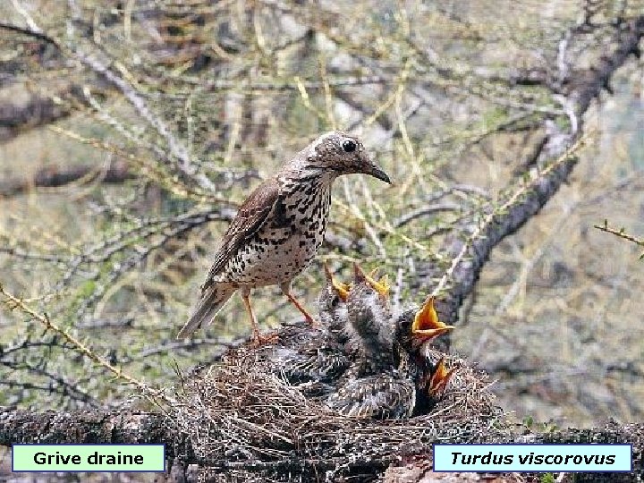 Grive draine Turdus viscorovus 