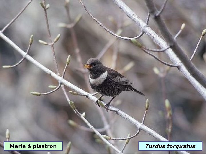 Merle à plastron Turdus torquatus 