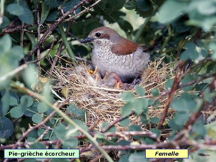 Pie-grièche écorcheur Femelle 