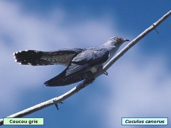 Coucou gris Cuculus canorus 