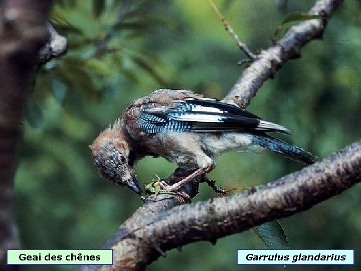 Geai des chênes Garrulus glandarius 