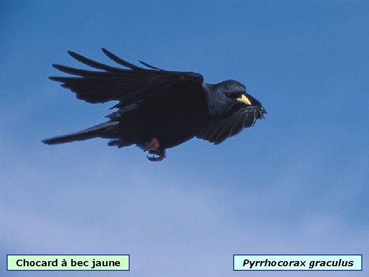 Chocard à bec jaune Pyrrhocorax graculus 