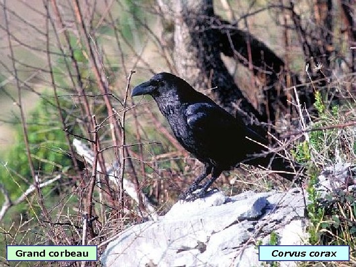 Grand corbeau Corvus corax 