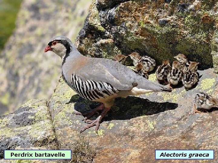 Perdrix bartavelle Alectoris graeca 