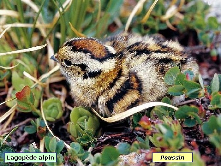 Lagopède alpin Poussin 