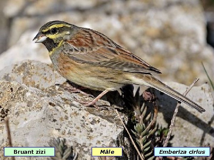 Bruant zizi Mâle Emberiza cirlus 