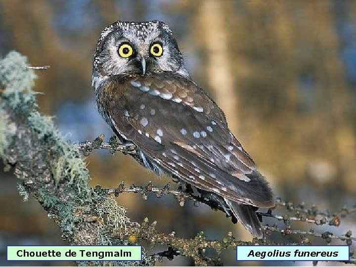 Chouette de Tengmalm Aegolius funereus 