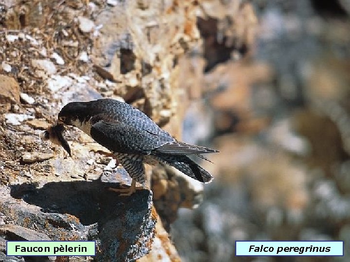 Faucon pèlerin Falco peregrinus 