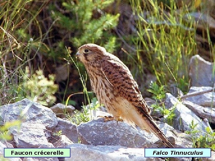 Faucon crécerelle Falco Tinnuculus 