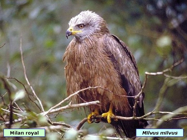 Milan royal Milvus milvus 