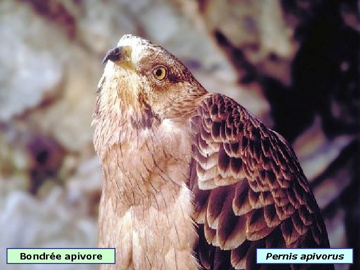 Bondrée apivore Pernis apivorus 