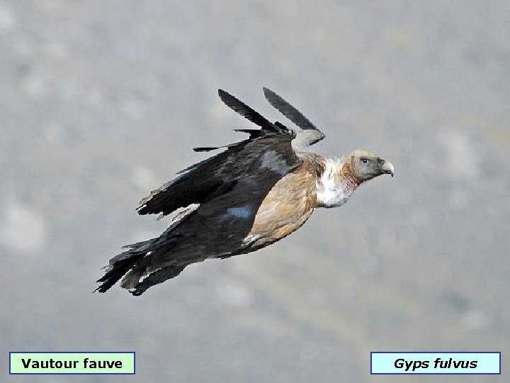 Vautour fauve Gyps fulvus 