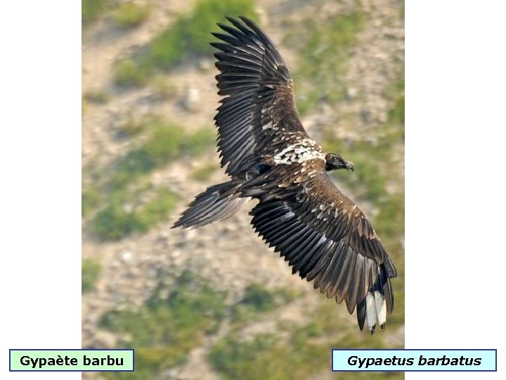 Gypaète barbu Gypaetus barbatus 