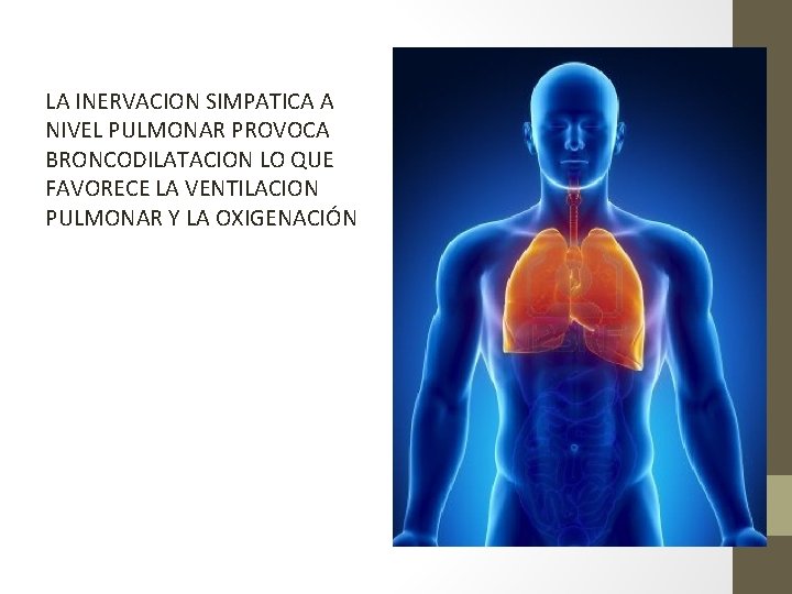 LA INERVACION SIMPATICA A NIVEL PULMONAR PROVOCA BRONCODILATACION LO QUE FAVORECE LA VENTILACION PULMONAR