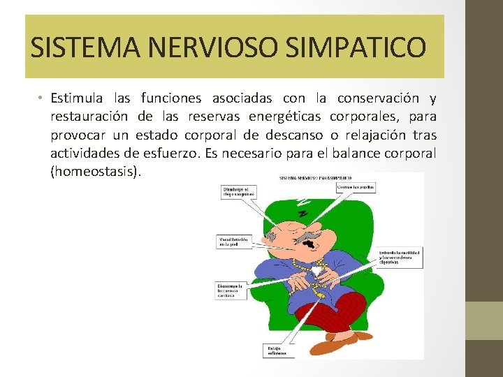 SISTEMA NERVIOSO SIMPATICO • Estimula las funciones asociadas con la conservación y restauración de