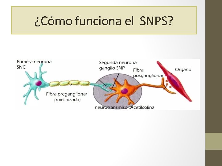 ¿Cómo funciona el SNPS? 