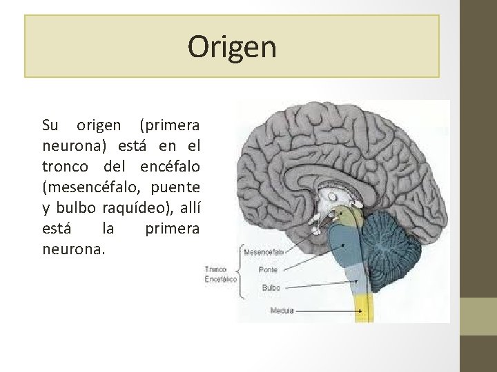 Origen Su origen (primera neurona) está en el tronco del encéfalo (mesencéfalo, puente y