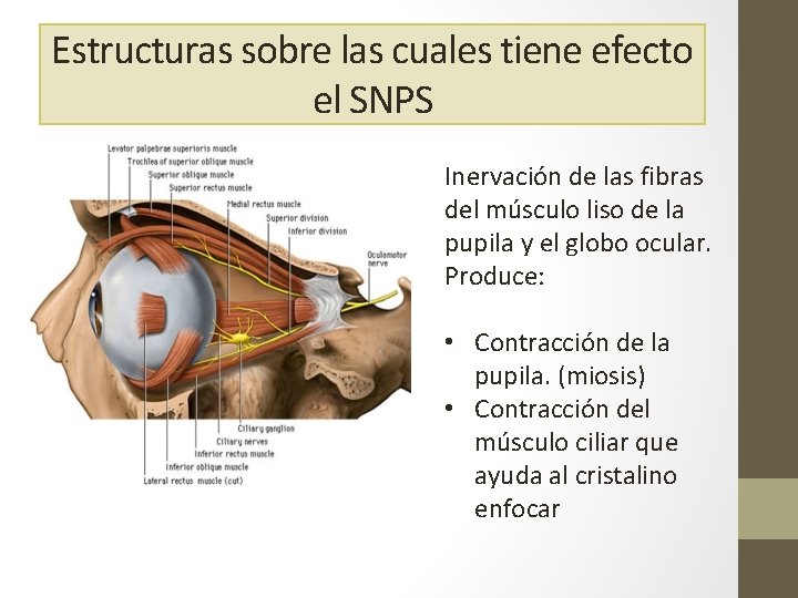 Estructuras sobre las cuales tiene efecto el SNPS Inervación de las fibras del músculo