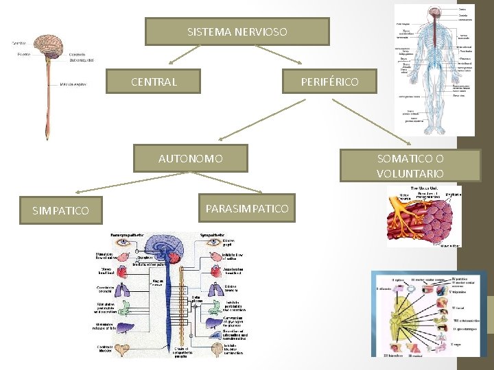 SISTEMA NERVIOSO CENTRAL PERIFÉRICO AUTONOMO SIMPATICO PARASIMPATICO SOMATICO O VOLUNTARIO 