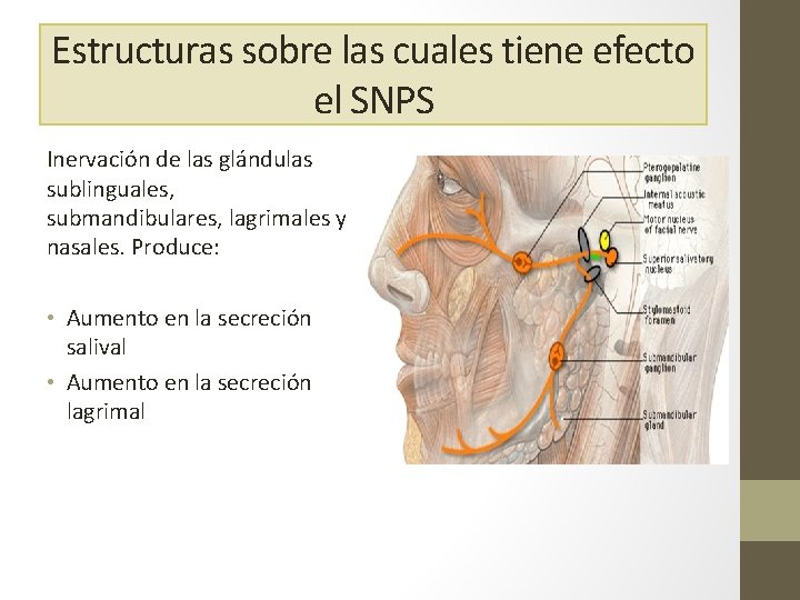 Estructuras sobre las cuales tiene efecto el SNPS Inervación de las glándulas sublinguales, submandibulares,