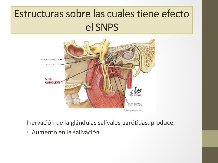 Estructuras sobre las cuales tiene efecto el SNPS Inervación de la glándulas salivales parótidas,
