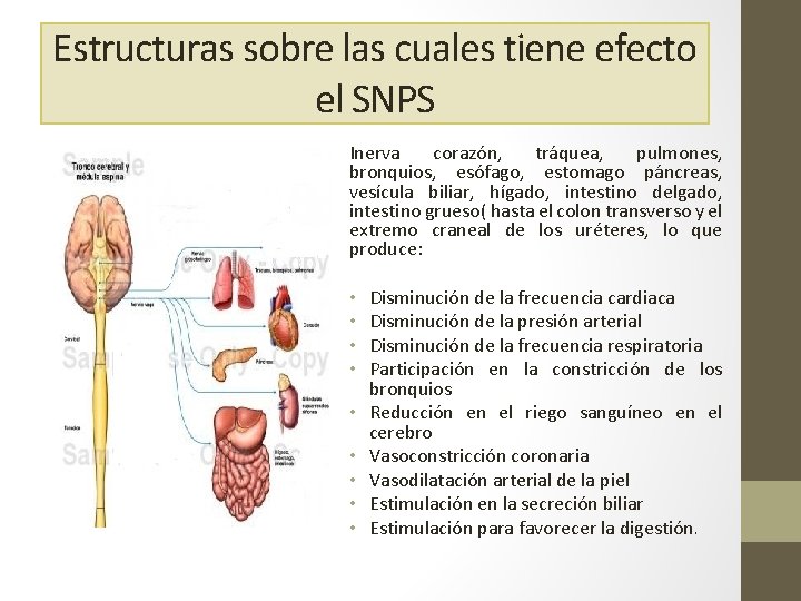 Estructuras sobre las cuales tiene efecto el SNPS Inerva corazón, tráquea, pulmones, bronquios, esófago,