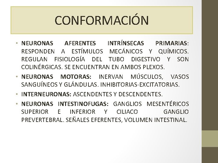 CONFORMACIÓN • NEURONAS AFERENTES INTRÍNSECAS PRIMARIAS: RESPONDEN A ESTÍMULOS MECÁNICOS Y QUÍMICOS. REGULAN FISIOLOGÍA
