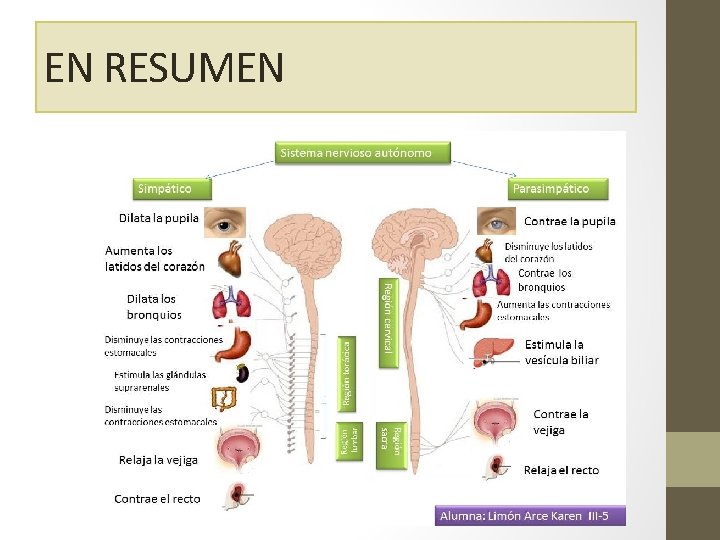 EN RESUMEN 