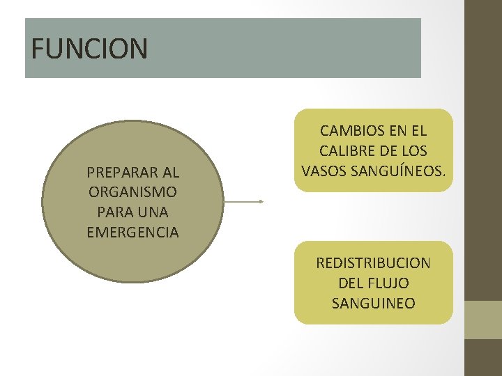 FUNCION PREPARAR AL ORGANISMO PARA UNA EMERGENCIA CAMBIOS EN EL CALIBRE DE LOS VASOS