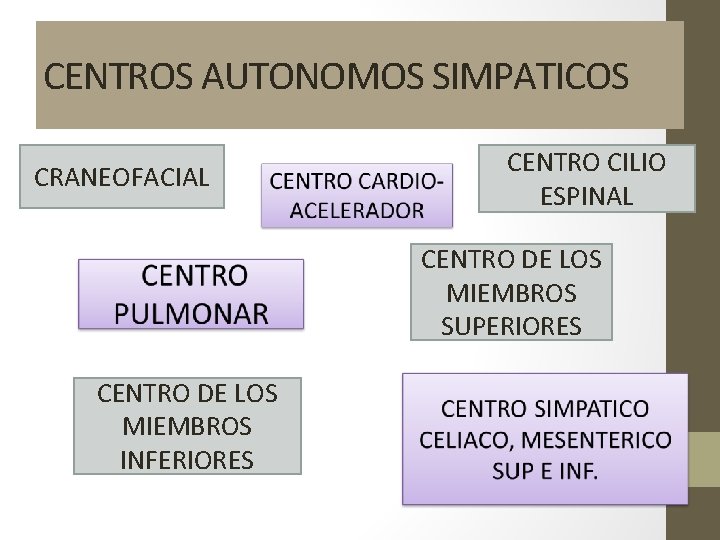 CENTROS AUTONOMOS SIMPATICOS CRANEOFACIAL CENTRO CILIO ESPINAL CENTRO DE LOS MIEMBROS SUPERIORES CENTRO DE