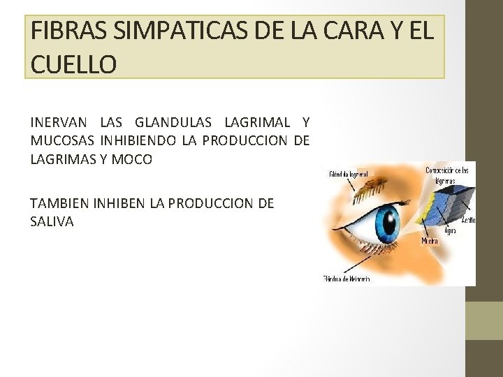 FIBRAS SIMPATICAS DE LA CARA Y EL CUELLO INERVAN LAS GLANDULAS LAGRIMAL Y MUCOSAS