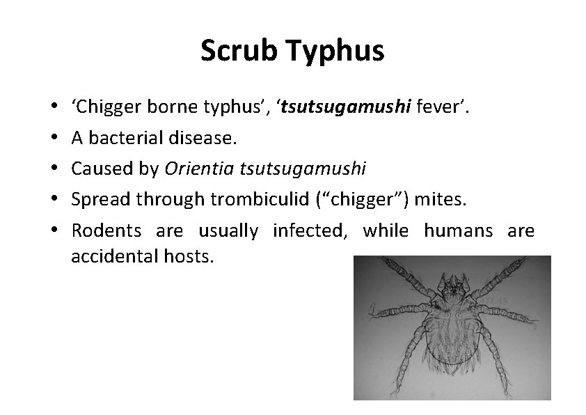 Scrub Typhus • • • ‘Chigger borne typhus’, ‘tsutsugamushi fever’. A bacterial disease. Caused