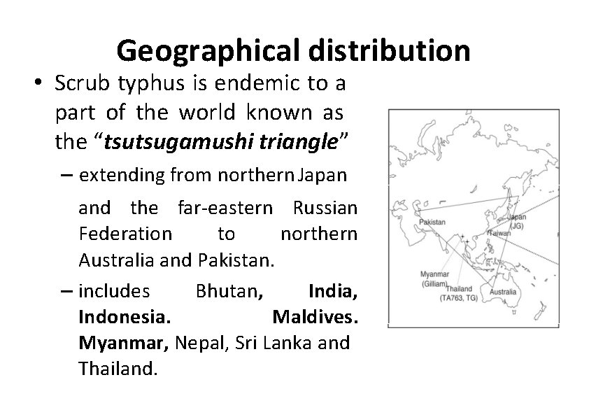 Geographical distribution • Scrub typhus is endemic to a part of the world known
