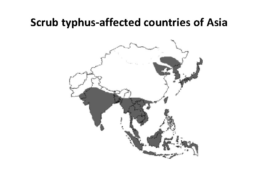 Scrub typhus‐affected countries of Asia 